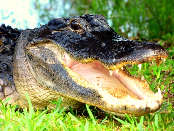 American alligator